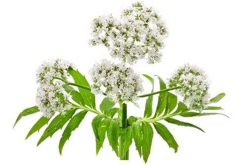 Cardiol contén Valeriana officinalis